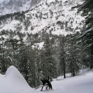 Chien en promenade dans la neige en montagne en Haute-Corse