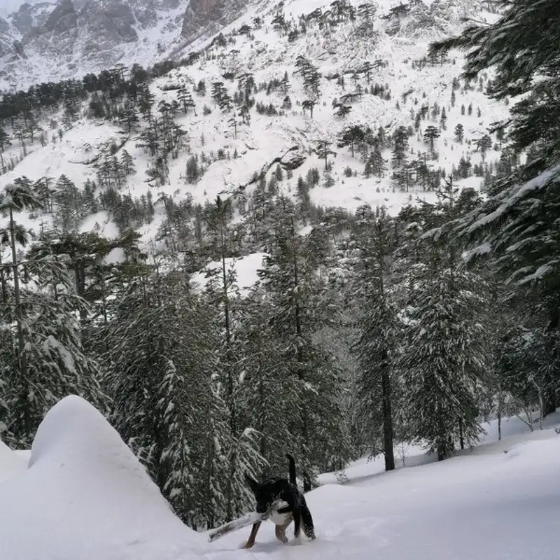 Chien en promenade dans la neige en montagne en Haute-Corse