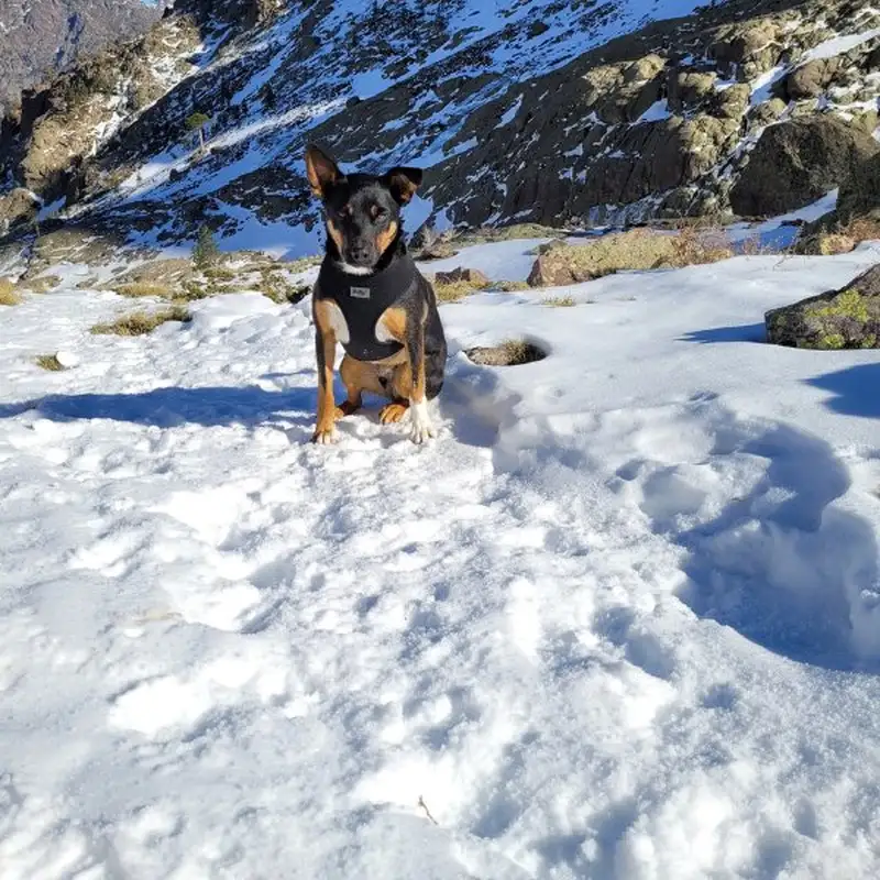 Chien avec harnais assis dans la neige face aux rochers en Haute-Corse
