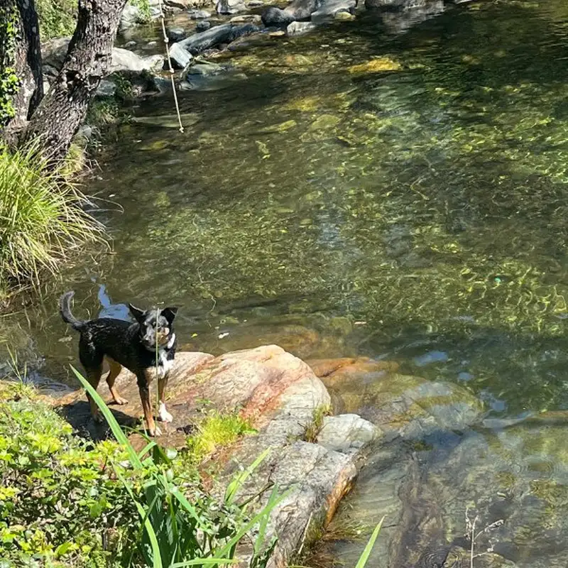 Chien en promenade au bord d'une rivière en Haute-Corse