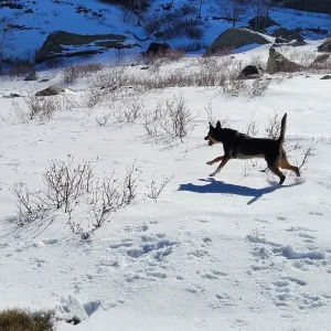 Chien en promenade dans la neige en Haute-Corse