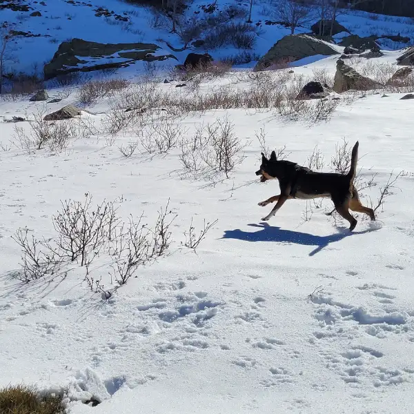 Chien en promenade dans la neige en Haute-Corse